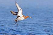 Grutto (Limosa limosa) 3-2017 6762
